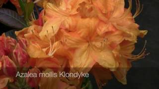 Mollis Azaleas  The Deciduous Azalea [upl. by Cuthbert475]