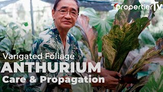 Foliage Anthurium Care and Propagation Tips For Lush Big Healthy Plants [upl. by Roht]