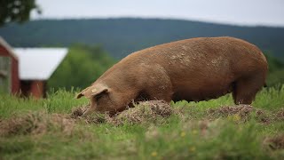 Raising 400 Pigs On Pasture COMPLETE [upl. by Esikram]