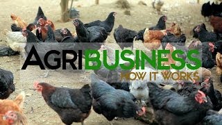 Agribusiness Philippines [upl. by Yeh]