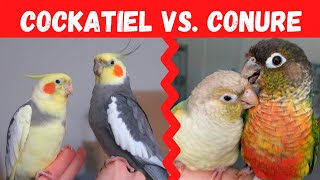 Cockatiel vs Conure Which Bird Should You Choose  BirdNerdSophie [upl. by Laehcar]