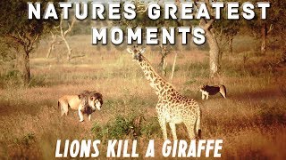 Natures Greatest Moments  Lion Pride Kill Giraffe [upl. by Nageek88]