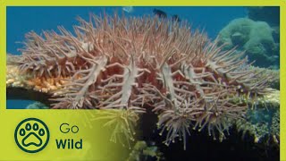 Crown of Thorns Starfish  Fantastic Creatures  Go Wild [upl. by Marlena522]