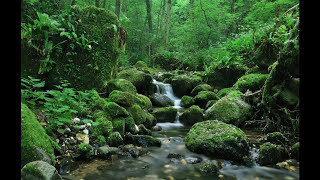 SONIDO DEL AGUA FLUYENDO EN EL RIO PARA DORMIR  WATER SOUND IN THE RIVER FLOWING TO SLEEP [upl. by Aubry]