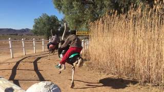 【South Africa】Ostrich Jockey Race [upl. by Hali369]