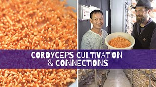 Cordyceps Cultivation amp Connections [upl. by Aderb]