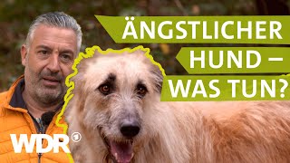 Hilfe bei ängstlichem Hund  Hunde verstehen 3  Tierratgeber  WDR [upl. by Ardnasac380]