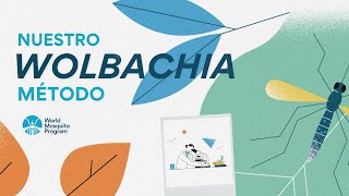 World Mosquito Program  Our Wolbachia Method Spanish [upl. by Ariday814]