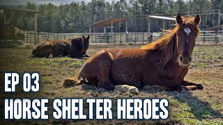 Horse Shelter Heroes S6E3 [upl. by Ahsinak]