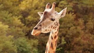 Giraffe Sound Effects [upl. by Irod]