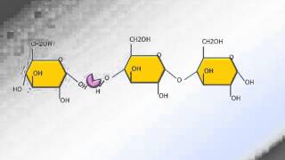 Hydrolyse des glucides [upl. by Anayek635]