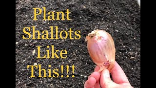 How To Plant Shallots  Zone 8b Gardening Tip [upl. by Ludba]