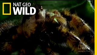 The Deadly Jumping Spider  Nat Geo Wild [upl. by Ettezzus14]