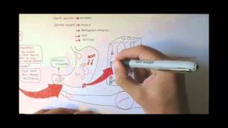 Digestive System Physiology Overview [upl. by Edric]