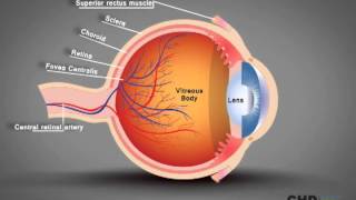 ANATOMY AND PHYSIOLOGY OF THE EYE [upl. by Rikki]