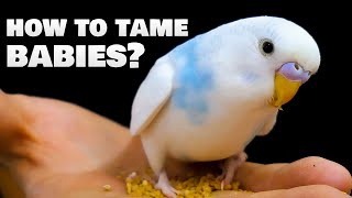 How to tame baby Budgie birds [upl. by Ramas464]