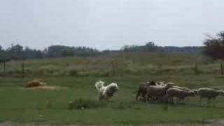 komondor herding [upl. by Nodnar]