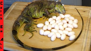 IGUANA EGG HARVEST Florida CATCH BOIL and COOK [upl. by Lenneuq826]