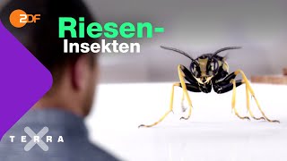 Wie Insekten ohne Lunge atmen  Terra X [upl. by Vrablik]