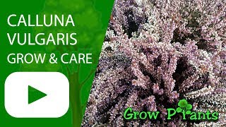 Calluna vulgaris  grow amp care [upl. by Nairret743]