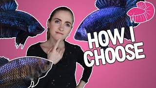 Betta Breeding  How I Pick The Best Fish to Breed Traits Overview [upl. by Arrek]