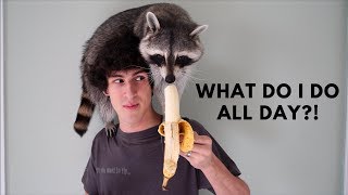 A Day in the Life of a Pet Raccoon [upl. by Tniassuot]