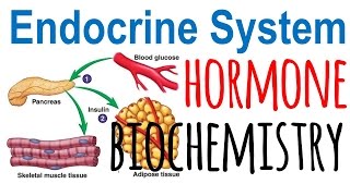 Hormone biochemistry [upl. by Leif589]