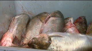 Asian Carp Processing Plant in Kentucky [upl. by Skye]