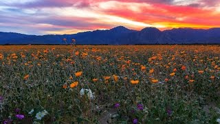 Anza Borrego Desert State Park Wildflowers Super Bloom 2017 Time Lapse [upl. by Attalanta452]