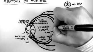 Anatomy  The Extrinsic Eye Muscles Functions amp Innervation [upl. by Ahseei581]