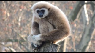 White Handed Gibbon Singing Opera [upl. by Mailliwnhoj246]