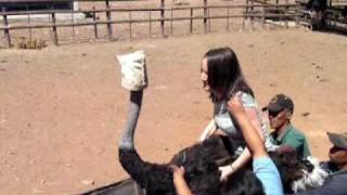 Ostrich riding  South Africa [upl. by Ynnaffit]