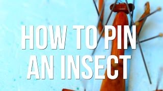 How to Pin an Insect [upl. by Dnalyr]