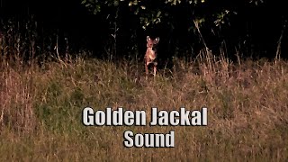 HOWLING JACKAL  Golden Jackal Howling Sound Jackal Sound LikeWolf Howling Coyote Howling Sound [upl. by Simeon]