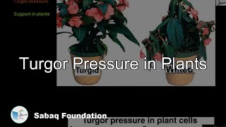 Turgor Pressure in Plants Biology Lecture  Sabaqpk [upl. by Atsedom]