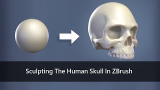 Sculpting the Human Skull in ZBrush [upl. by Ardni]