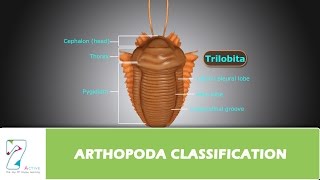 ARTHOPODA CLASSIFICATION [upl. by Danieu947]