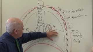 Respiratory System 2 Breathing and ventilation [upl. by Yslek]