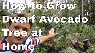 How to Grow A Dwarf Avocado Tree at Home [upl. by Genia]