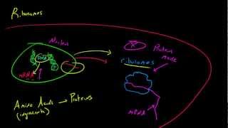 Biology Lecture  21  Ribosomes [upl. by Ardenia]