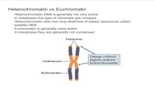 Heterochromatin vs Euchromatin [upl. by Nyleak]