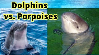 Dolphins vs Porpoises How to Distinguish Them [upl. by Adlesirhc]