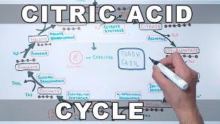 Naming Acids  How to Pass Chemistry [upl. by Eerrehc]