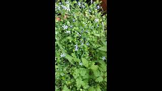 Pratia pedunculata the blue star creeper a gorgeous perennial ground cover for gardens and pots [upl. by Anatniuq]