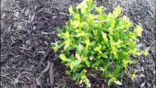 How To Plant Wintergreen Boxwood Shrubs [upl. by Buckden]