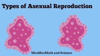 Asexual Reproduction [upl. by Sialac]