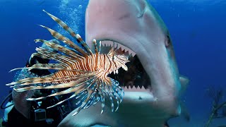 Teaching Sharks and Eels to Attack Invasive Lionfish [upl. by Netsuj]