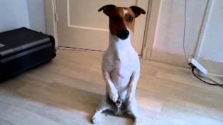 funny jack russell terrier very funny [upl. by Adok]