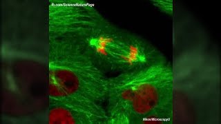 Actual Footage of Cell Division Kidney Cells [upl. by Notlil]