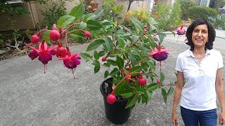 Propagating Fuchsia from cuttings with updates [upl. by Eynobe794]